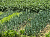 Posadite luk na ovu dubinu i imat ćete bogat urod