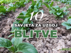 10 savjeta za uspješnu sadnju i uzgoj blitve