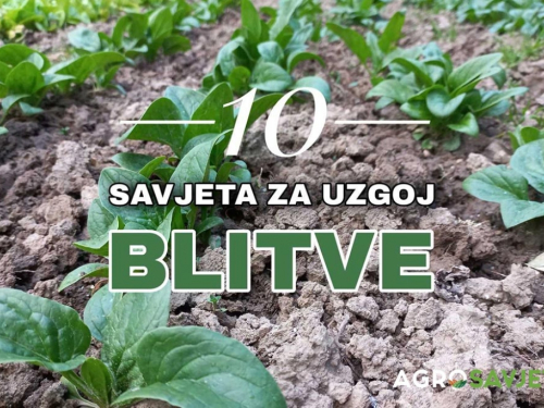 10 savjeta za uspješnu sadnju i uzgoj blitve