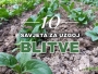 10 savjeta za uspješnu sadnju i uzgoj blitve