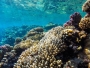 Svjetski oceani se guše zbog nedostatka kisika