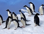 Znanstvenici otkrili zašto se pingvini ne zalede