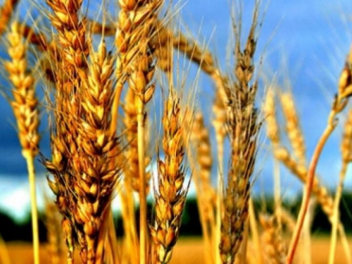 Globalne cijene pšenice skočile nakon što je Indija zabranila izvoz
