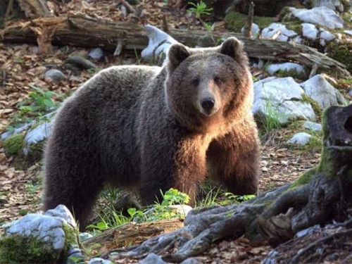 Tomislavgrad: Medvjed pojeo sav med i uništio pčelinjak
