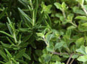 Ljekovita i mirisna oaza: evo koje eterične biljke i začine posadite zajedno