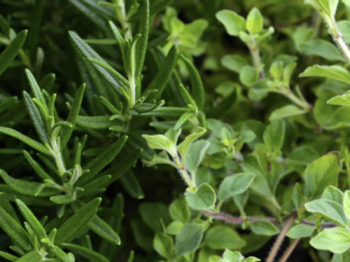 Ljekovita i mirisna oaza: evo koje eterične biljke i začine posadite zajedno