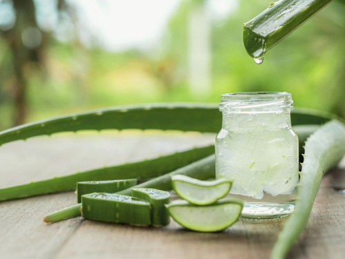 Aloe vera – magična biljka i prirodni iscjeljitelj
