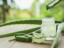 Aloe vera – magična biljka i prirodni iscjeljitelj