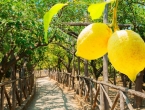 Kada i kako ga posaditi limun u vrtu?