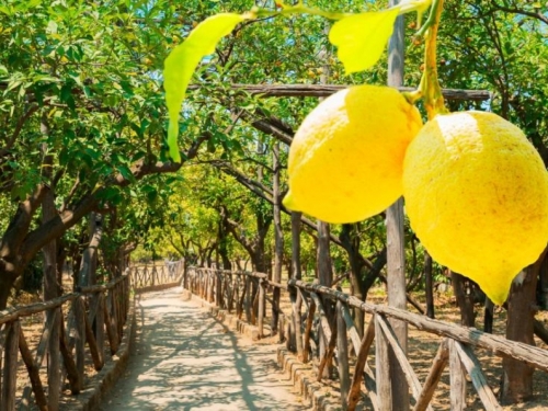 Kada i kako ga posaditi limun u vrtu?