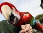 Neobičan incident: Posvađao se s djevojkinom papigom