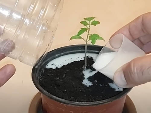 Kako unaprijediti rast sadnica paradajza: Plastične boce i prirodna prihrana