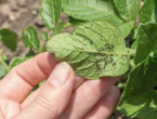 Kako kontrolirati lisne uši u povrću: Od kućnih pripravaka do insekticida