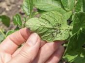 Kako kontrolirati lisne uši u povrću: Od kućnih pripravaka do insekticida
