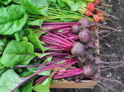 Još stignete posaditi nešto u listopadu: biljke koje vole hladnije dane i donose boju u vrt