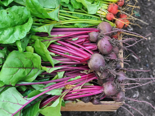 Još stignete posaditi nešto u listopadu: biljke koje vole hladnije dane i donose boju u vrt