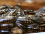 Kinezi uzgajaju žohare kako bi se riješili smeća
