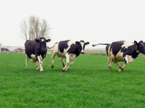 Odluka Makedonije o zabrani uvoza goveda iz BiH je neopravdana