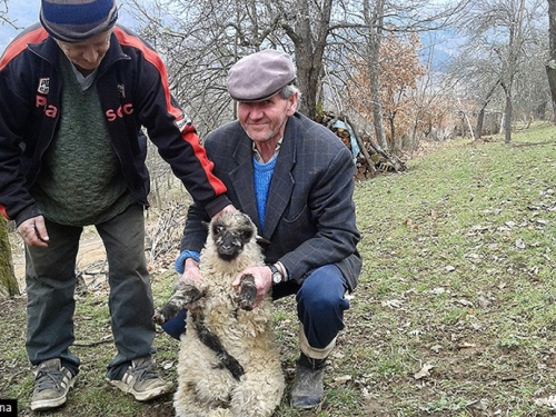 Neobična prinova: Janje s pet nogu