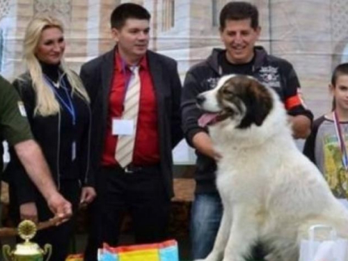 Tornjak iz Livna osvojio prvo mjesto na World Dog Showu