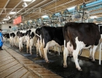 Ugroženo 110.000 goveda: 2500 farmi u opasnosti od tropske bolesti