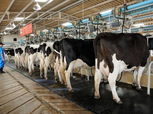 Ugroženo 110.000 goveda: 2500 farmi u opasnosti od tropske bolesti