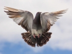 Hit zanimanje: Rekordna cijena za goluba listonošu