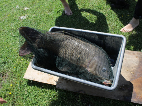 FOTO/VIDEO: U Ramskom jezeru uhvaćen šaran kapitalac od 28,4 kg