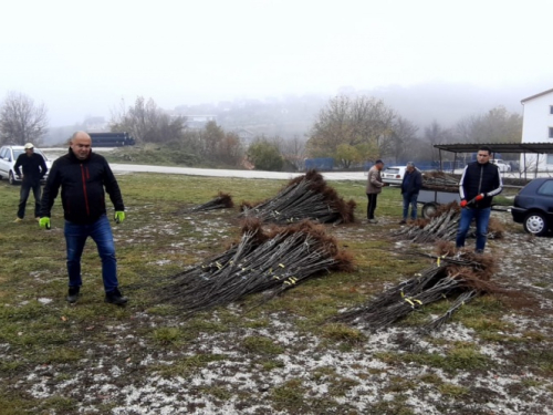 ''Eko plod'' Prozor-Rama podijelio 5.500 sadnica šljive