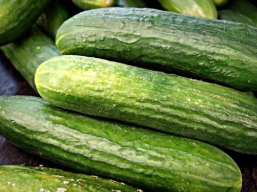 Orezivanje krastavaca – tajna uspješnog uzgoja i većeg uroda