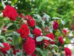 5 pravila kako izbjeći bolesti ruža