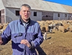 Bivši načelnik Kupresa napravio najbolju farmu ovaca u BiH