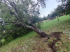 U Karlovcu nevrijeme rušilo stabla i telefonske stupove
