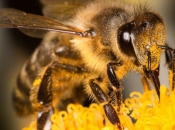 Svjetski dan pčela, 20. svibanj, nova je prilika da se ukaže na njihov značaj