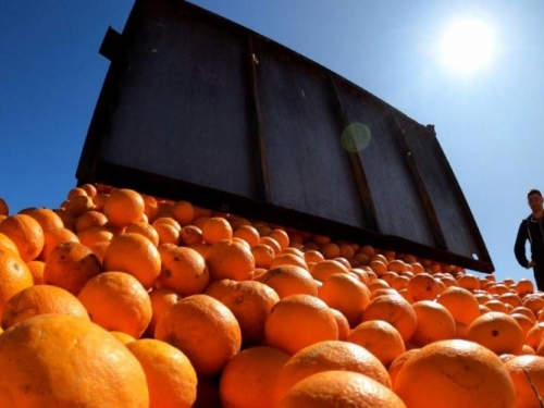 Više od 25 tona naranči vraćeno s bh. granice
