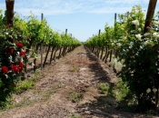 Znate li zašto ljudi sade ruže u svojim vinogradima?