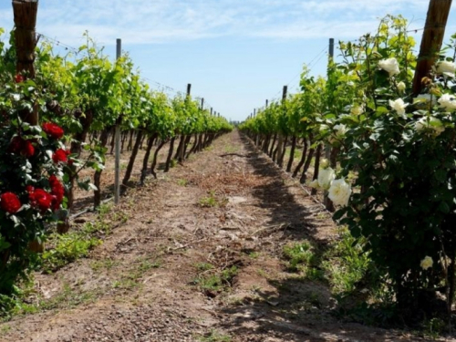 Znate li zašto ljudi sade ruže u svojim vinogradima?