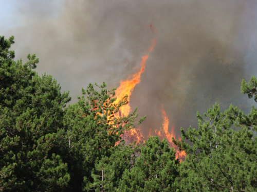 VIDEO/FOTO: Požar u Podboru - Vatrogasci nemoćni, borovina gori nekontrolirano