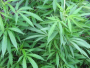Marihuana je novi Microsoft?