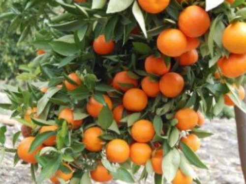 7 razloga zašto trebate jesti mandarine svaki dan