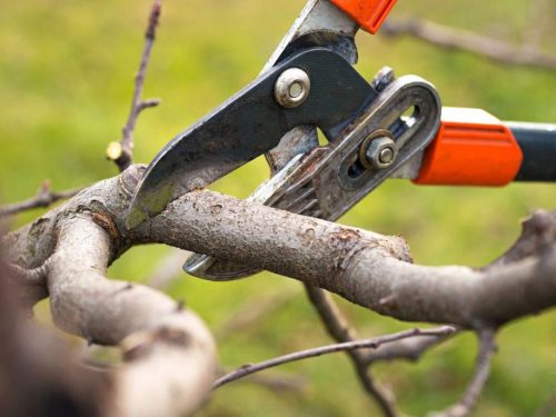 Kako pravilno orezati krušku: savjeti vrtlara