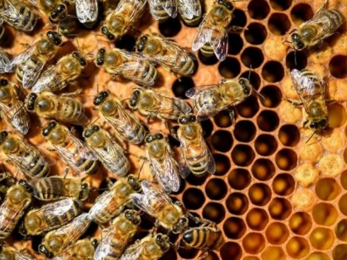 Pomor pčela u Francuskoj, ugrožena proizvodnja meda