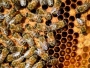 Pomor pčela u Francuskoj, ugrožena proizvodnja meda