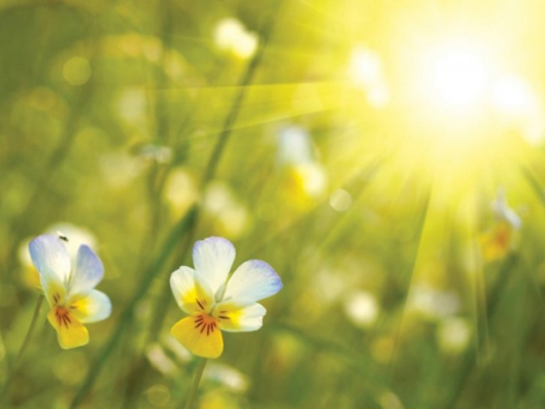 Sunčano i toplo vrijeme, temperature do 33 stupnja!