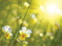Sunčano i toplo vrijeme, temperature do 33 stupnja!