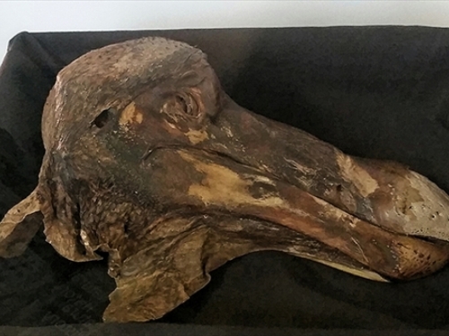 Kostur ptice dodo prodan za 405.000 eura