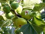 Skriveni potencijal smokvinog lišća: Čaj i sok od mladih listova