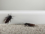 Ovaj začin rastjerat će žohare iz vašeg doma