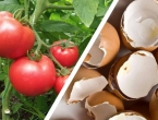 Čudotvorna prihrana za paradajz: Čaj od ljuski jaja
