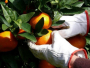 Evo koliko će zaraditi berači mandarina i skladišni radnici u dolini Neretve